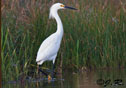 Egretta thula